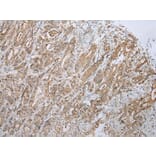Immunohistochemistry - ZNF23 Antibody from Signalway Antibody (43350) - Antibodies.com