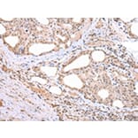 Immunohistochemistry - ARL17 Antibody from Signalway Antibody (43352) - Antibodies.com