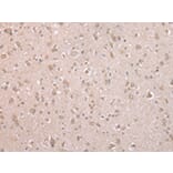 Immunohistochemistry - ARL17 Antibody from Signalway Antibody (43352) - Antibodies.com