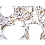 Immunohistochemistry - FSD1L Antibody from Signalway Antibody (43362) - Antibodies.com