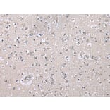 Immunohistochemistry - CDHR4 Antibody from Signalway Antibody (43364) - Antibodies.com