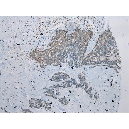 Immunohistochemistry - ZNRD1 Antibody from Signalway Antibody (43369) - Antibodies.com