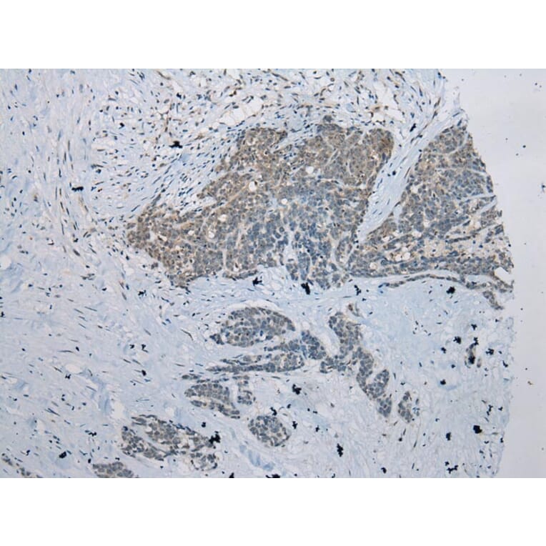 Immunohistochemistry - ZNRD1 Antibody from Signalway Antibody (43369) - Antibodies.com