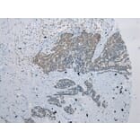 Immunohistochemistry - ZNRD1 Antibody from Signalway Antibody (43369) - Antibodies.com