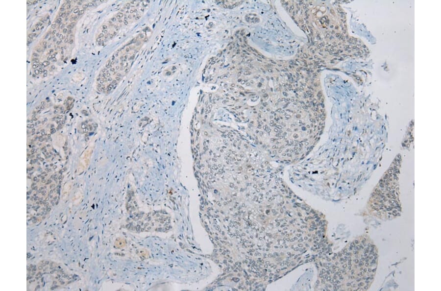 Immunohistochemistry - ZNRD1 Antibody from Signalway Antibody (43369) - Antibodies.com