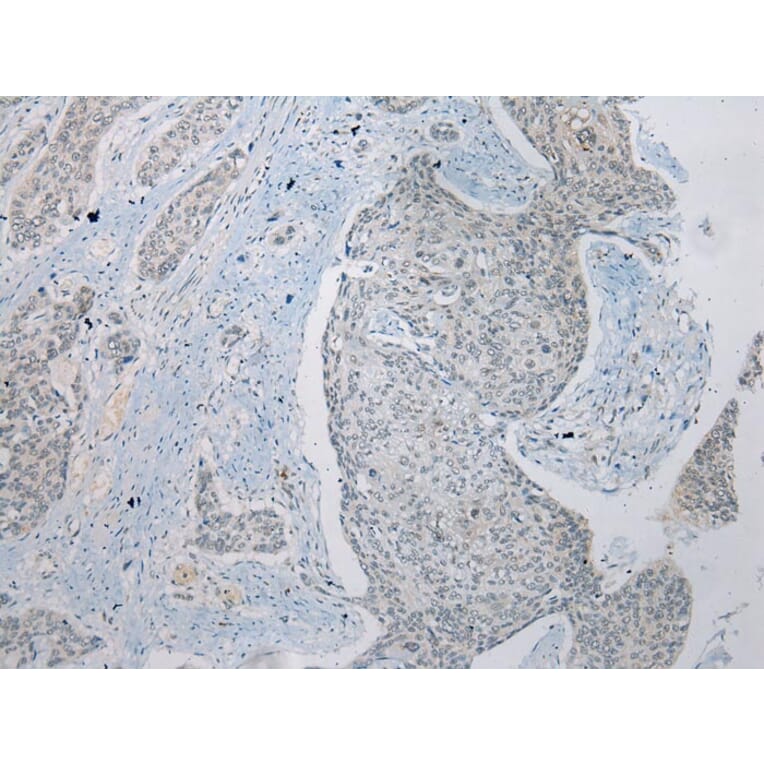 Immunohistochemistry - ZNRD1 Antibody from Signalway Antibody (43369) - Antibodies.com