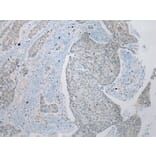 Immunohistochemistry - ZNRD1 Antibody from Signalway Antibody (43369) - Antibodies.com