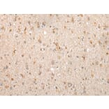 Immunohistochemistry - FKBP7 Antibody from Signalway Antibody (43387) - Antibodies.com