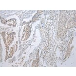 Immunohistochemistry - UBE2U Antibody from Signalway Antibody (43389) - Antibodies.com