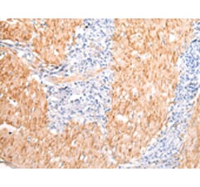 Immunohistochemistry - DMBT1 Antibody from Signalway Antibody (43396) - Antibodies.com