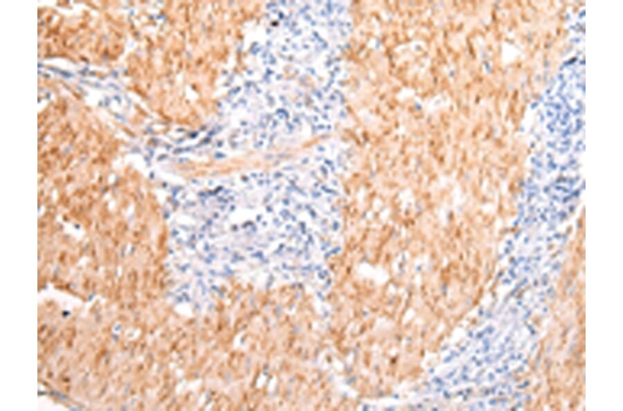Immunohistochemistry - DMBT1 Antibody from Signalway Antibody (43396) - Antibodies.com