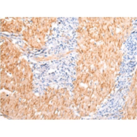 Immunohistochemistry - DMBT1 Antibody from Signalway Antibody (43396) - Antibodies.com