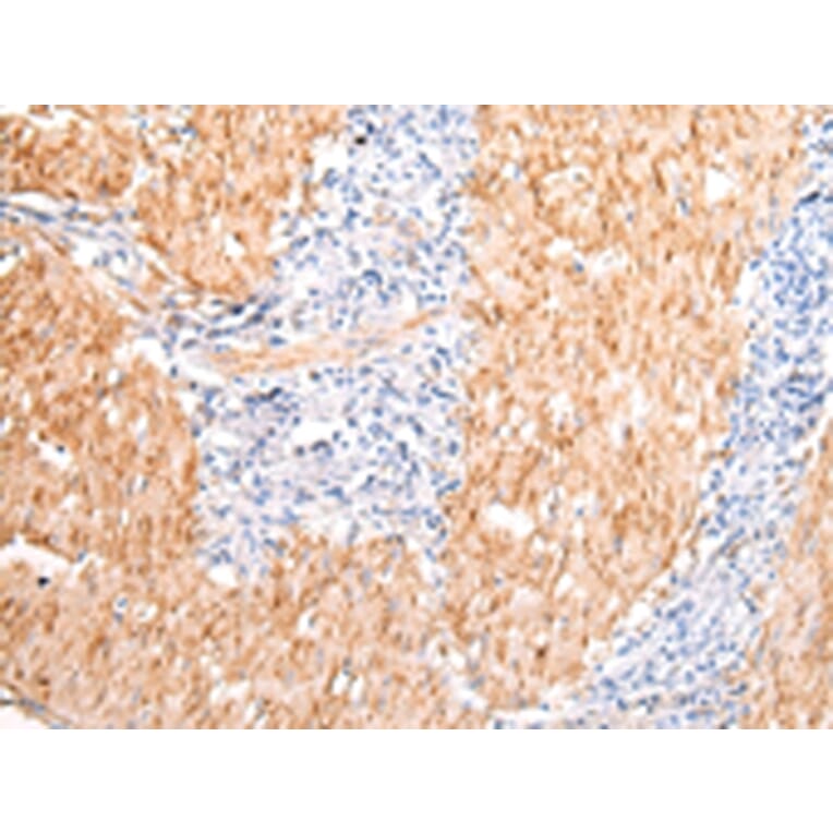 Immunohistochemistry - DMBT1 Antibody from Signalway Antibody (43396) - Antibodies.com