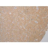 Immunohistochemistry - FOXN2 Antibody from Signalway Antibody (43397) - Antibodies.com