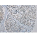 Immunohistochemistry - FOXN2 Antibody from Signalway Antibody (43397) - Antibodies.com