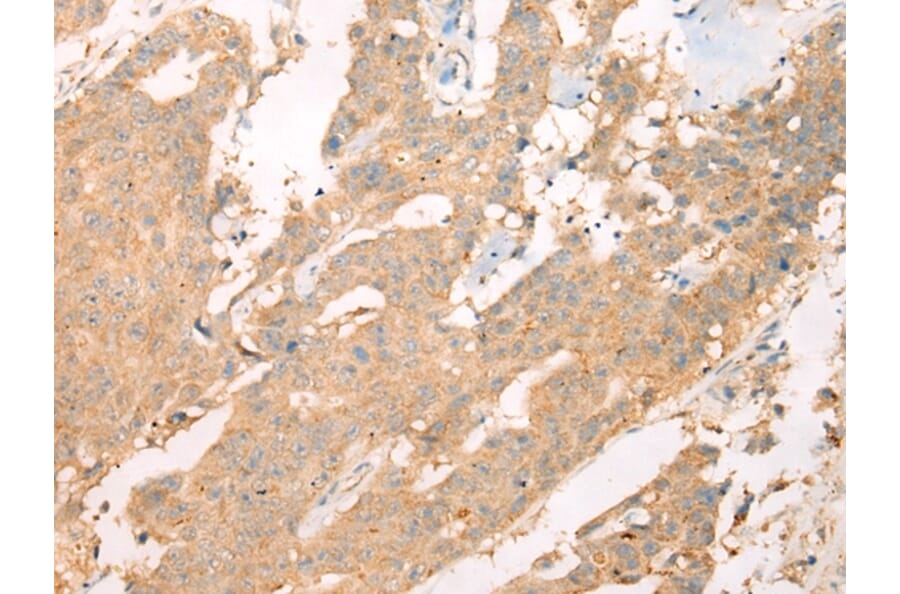 Immunohistochemistry - ASIC3 Antibody from Signalway Antibody (43408) - Antibodies.com