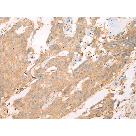 Immunohistochemistry - ASIC3 Antibody from Signalway Antibody (43408) - Antibodies.com