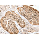 Immunohistochemistry - SCN1A Antibody from Signalway Antibody (43409) - Antibodies.com