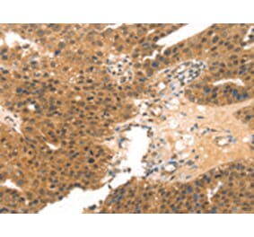 Immunohistochemistry - MED14 Antibody from Signalway Antibody (43427) - Antibodies.com