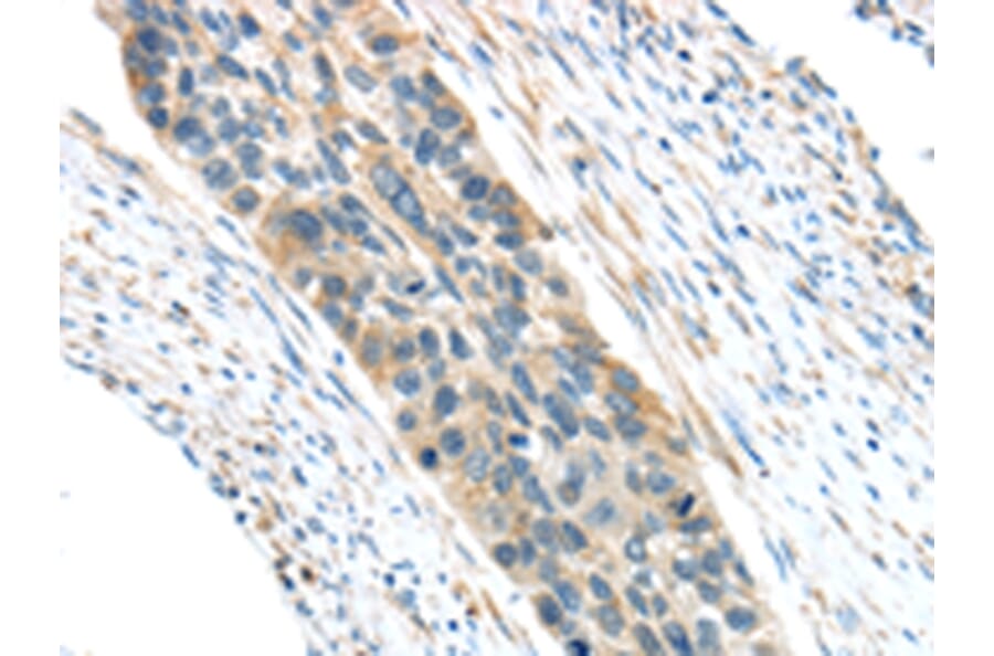 Immunohistochemistry - VWCE Antibody from Signalway Antibody (43431) - Antibodies.com