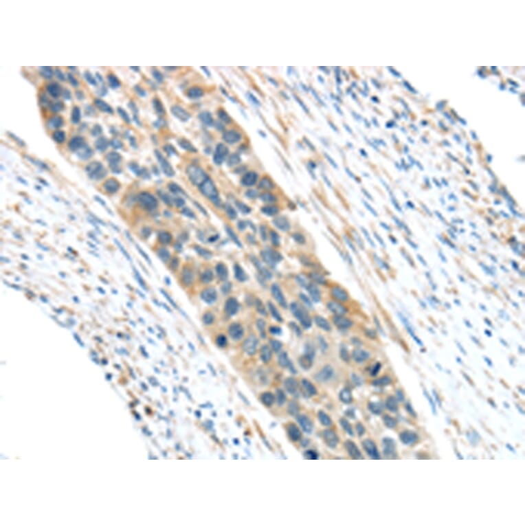 Immunohistochemistry - VWCE Antibody from Signalway Antibody (43431) - Antibodies.com