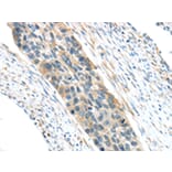 Immunohistochemistry - VWCE Antibody from Signalway Antibody (43431) - Antibodies.com