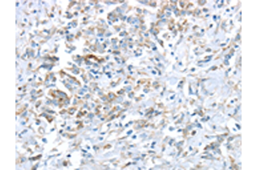 Immunohistochemistry - VWCE Antibody from Signalway Antibody (43431) - Antibodies.com