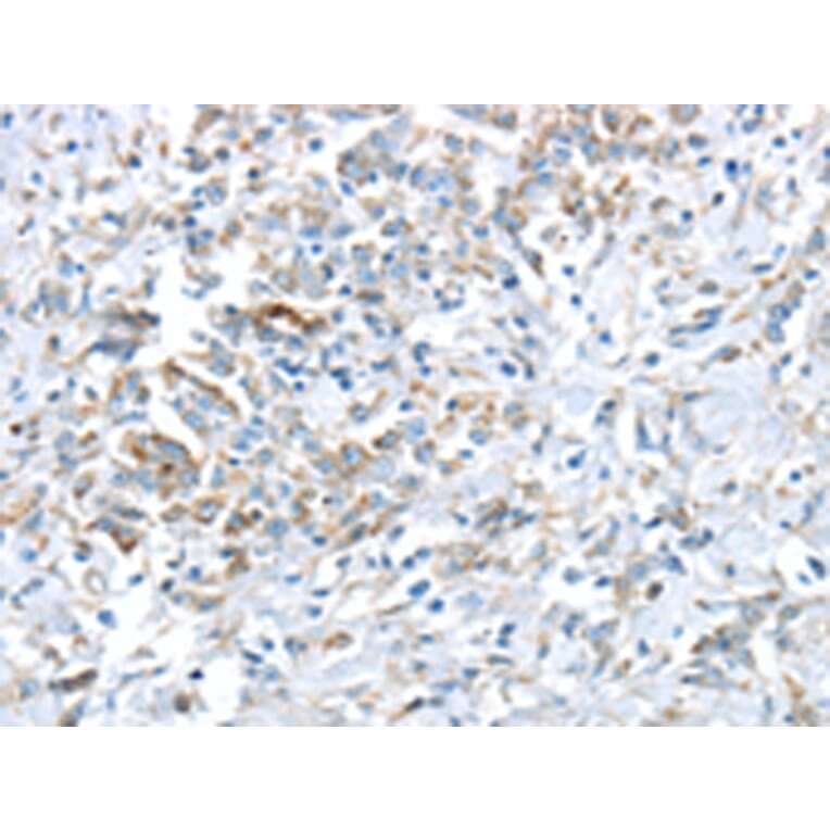Immunohistochemistry - VWCE Antibody from Signalway Antibody (43431) - Antibodies.com