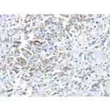 Immunohistochemistry - VWCE Antibody from Signalway Antibody (43431) - Antibodies.com