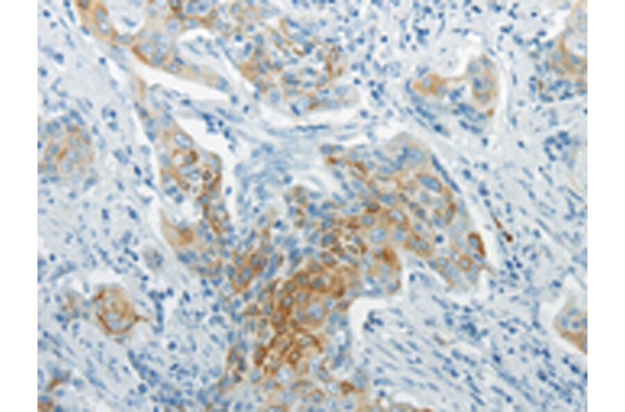 Immunohistochemistry - WNT8B Antibody from Signalway Antibody (43436) - Antibodies.com
