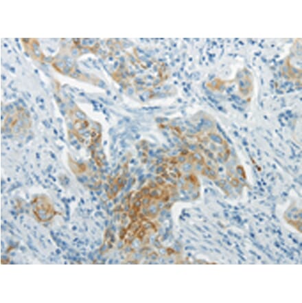 Immunohistochemistry - WNT8B Antibody from Signalway Antibody (43436) - Antibodies.com