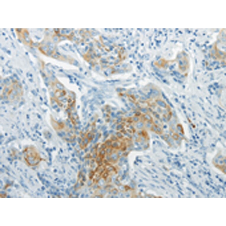 Immunohistochemistry - WNT8B Antibody from Signalway Antibody (43436) - Antibodies.com