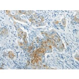 Immunohistochemistry - WNT8B Antibody from Signalway Antibody (43436) - Antibodies.com