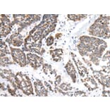 Immunohistochemistry - EPHB1 Antibody from Signalway Antibody (43459) - Antibodies.com