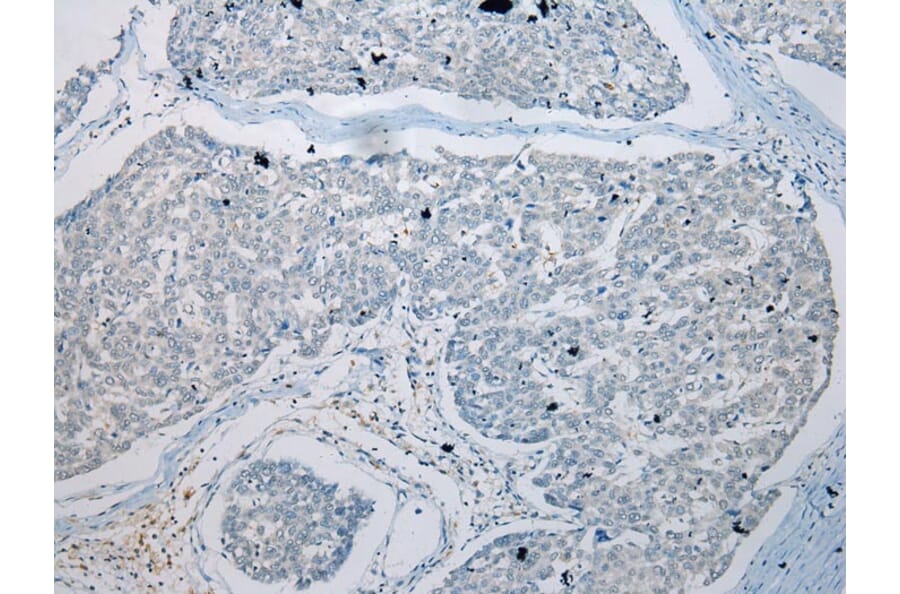 Immunohistochemistry - GDF10 Antibody from Signalway Antibody (43460) - Antibodies.com