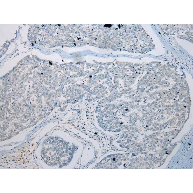 Immunohistochemistry - GDF10 Antibody from Signalway Antibody (43460) - Antibodies.com