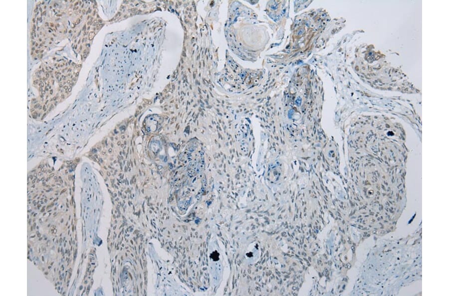 Immunohistochemistry - GDF10 Antibody from Signalway Antibody (43460) - Antibodies.com