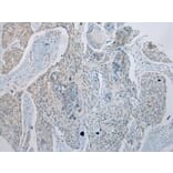 Immunohistochemistry - GDF10 Antibody from Signalway Antibody (43460) - Antibodies.com