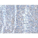 SFRP4 Antibody from Signalway Antibody (43506) - Antibodies.com