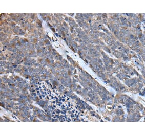 MCM10 Antibody from Signalway Antibody (43512) - Antibodies.com