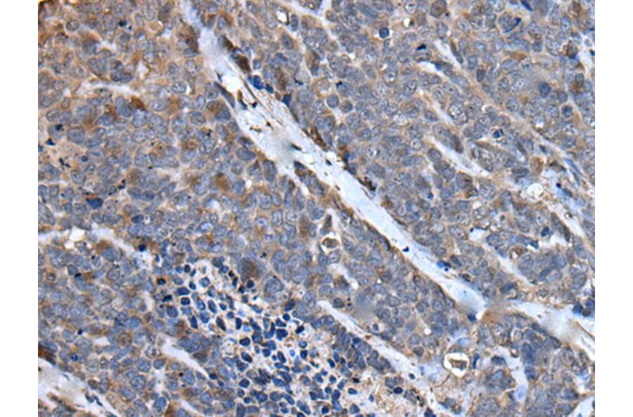 MCM10 Antibody from Signalway Antibody (43512) - Antibodies.com