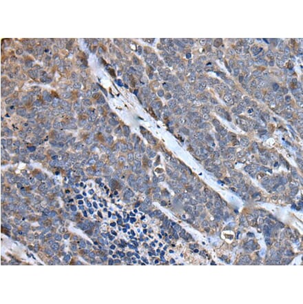 MCM10 Antibody from Signalway Antibody (43512) - Antibodies.com