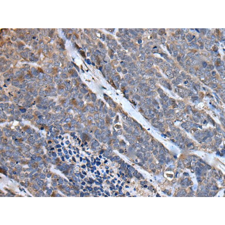 MCM10 Antibody from Signalway Antibody (43512) - Antibodies.com
