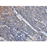 MCM10 Antibody from Signalway Antibody (43512) - Antibodies.com