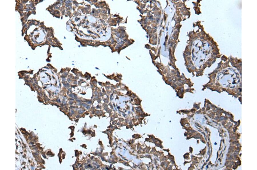 MCM10 Antibody from Signalway Antibody (43512) - Antibodies.com
