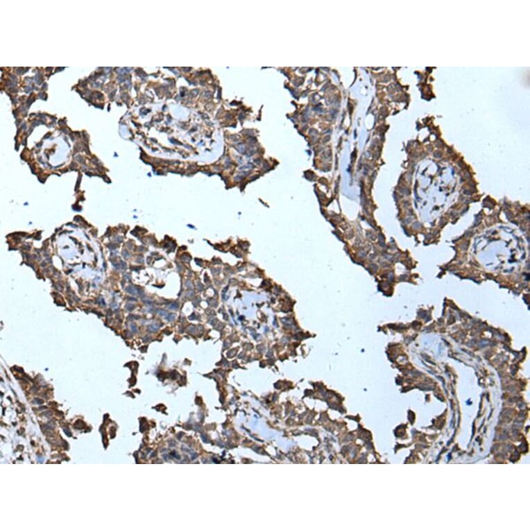 MCM10 Antibody from Signalway Antibody (43512) - Antibodies.com