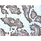 MCM10 Antibody from Signalway Antibody (43512) - Antibodies.com