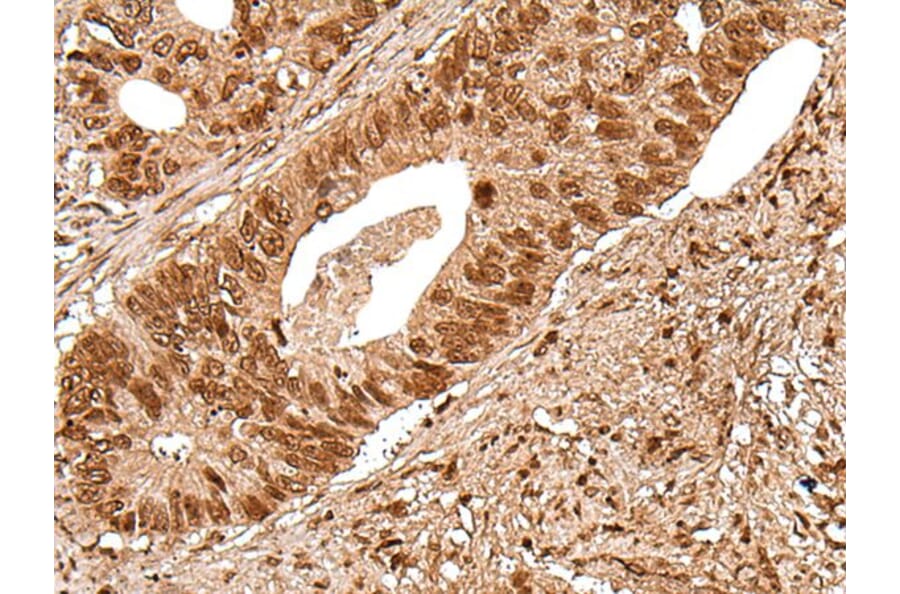 DEDD2 Antibody from Signalway Antibody (43513) - Antibodies.com