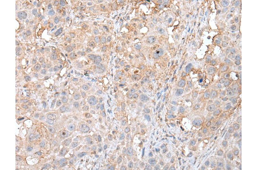 DEDD2 Antibody from Signalway Antibody (43513) - Antibodies.com