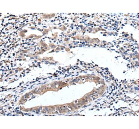 ELMO1 Antibody from Signalway Antibody (43515) - Antibodies.com